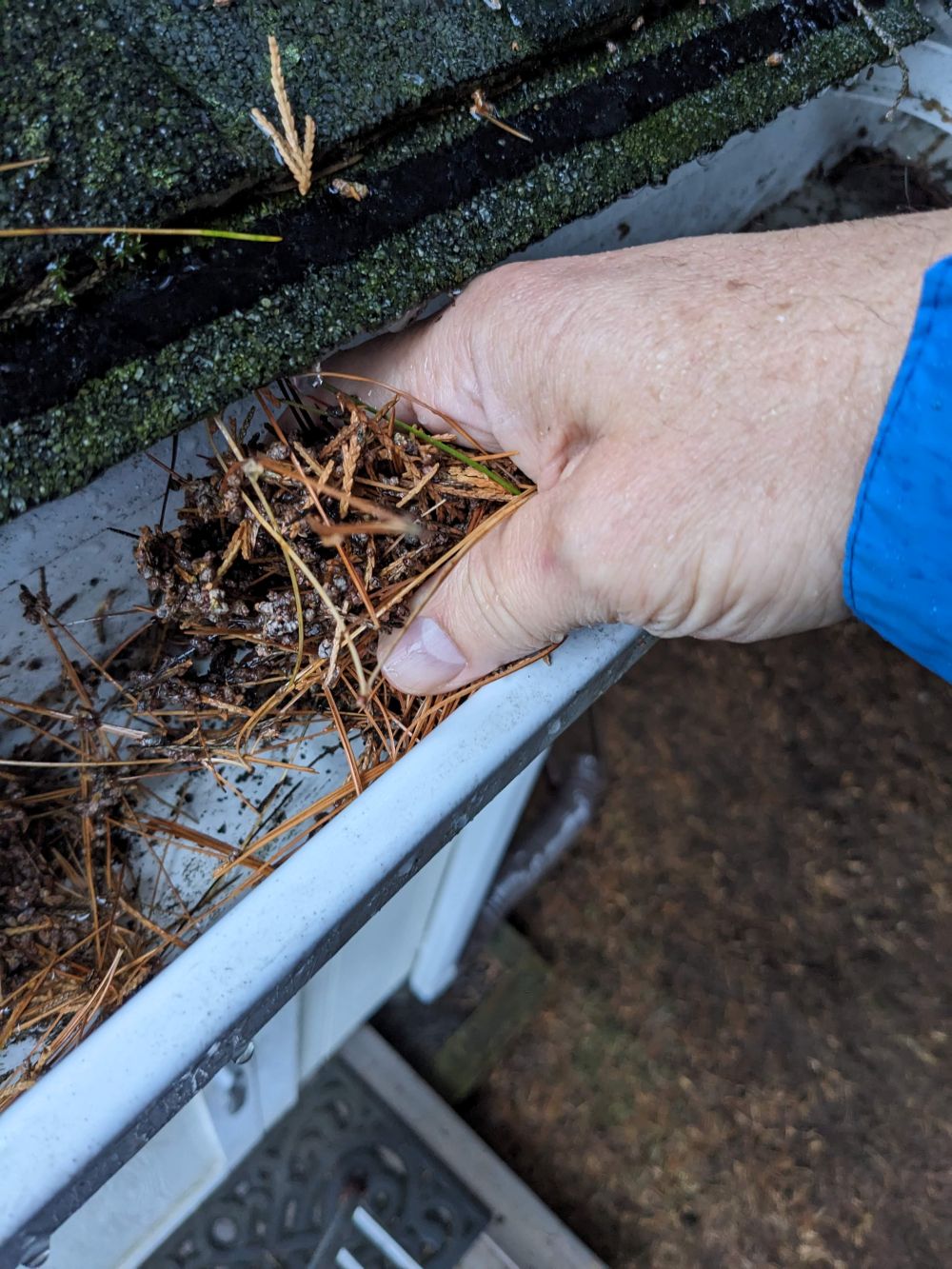 A hand removing pine needles and debris from a roof gutter.